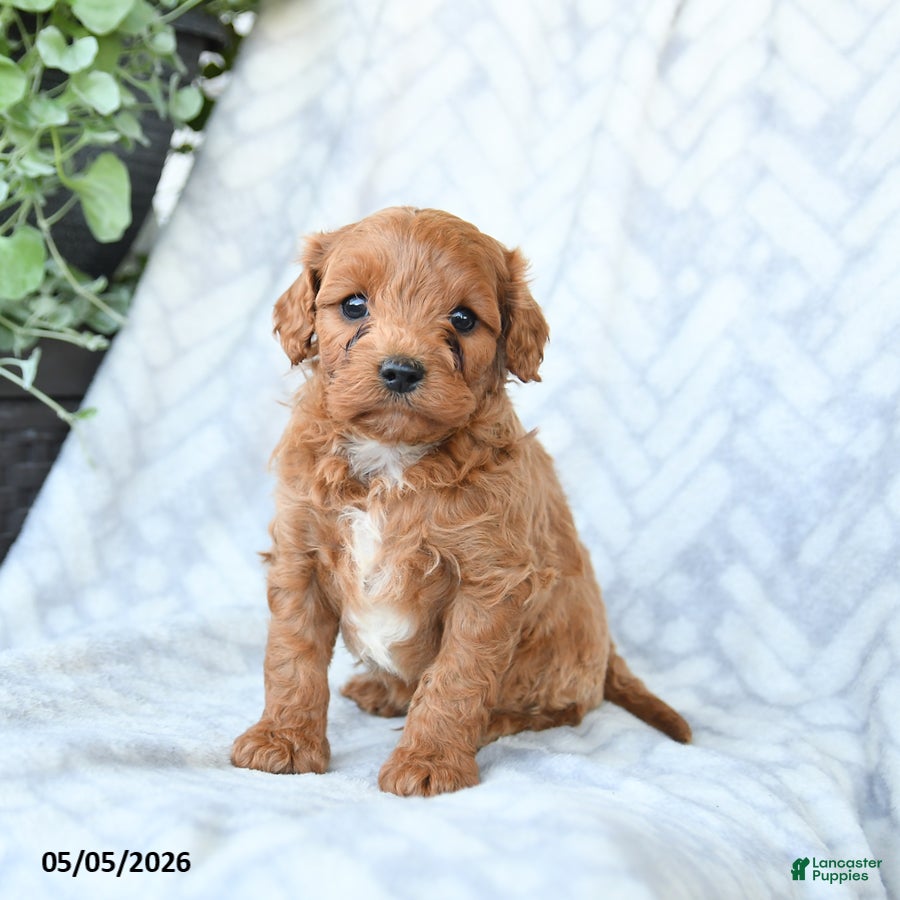 Cavapoo dogs for sale: Baxter - Ad 2