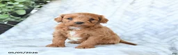 Cavapoo dogs for sale: Baxter - Ad 1