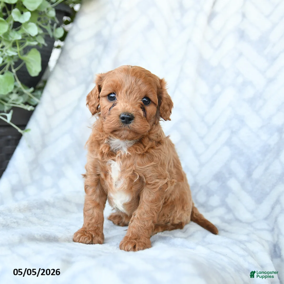 Cavapoo dogs for sale: Baxter - Ad 1