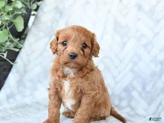 Cavapoo dogs for sale: Baxter - Ad 2