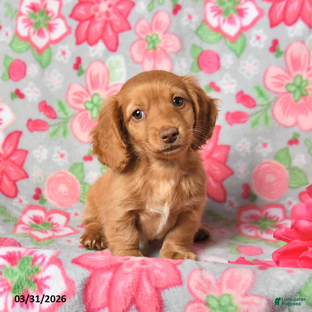 Miniature Dachshund dogs for sale: Pudding - Ad 2