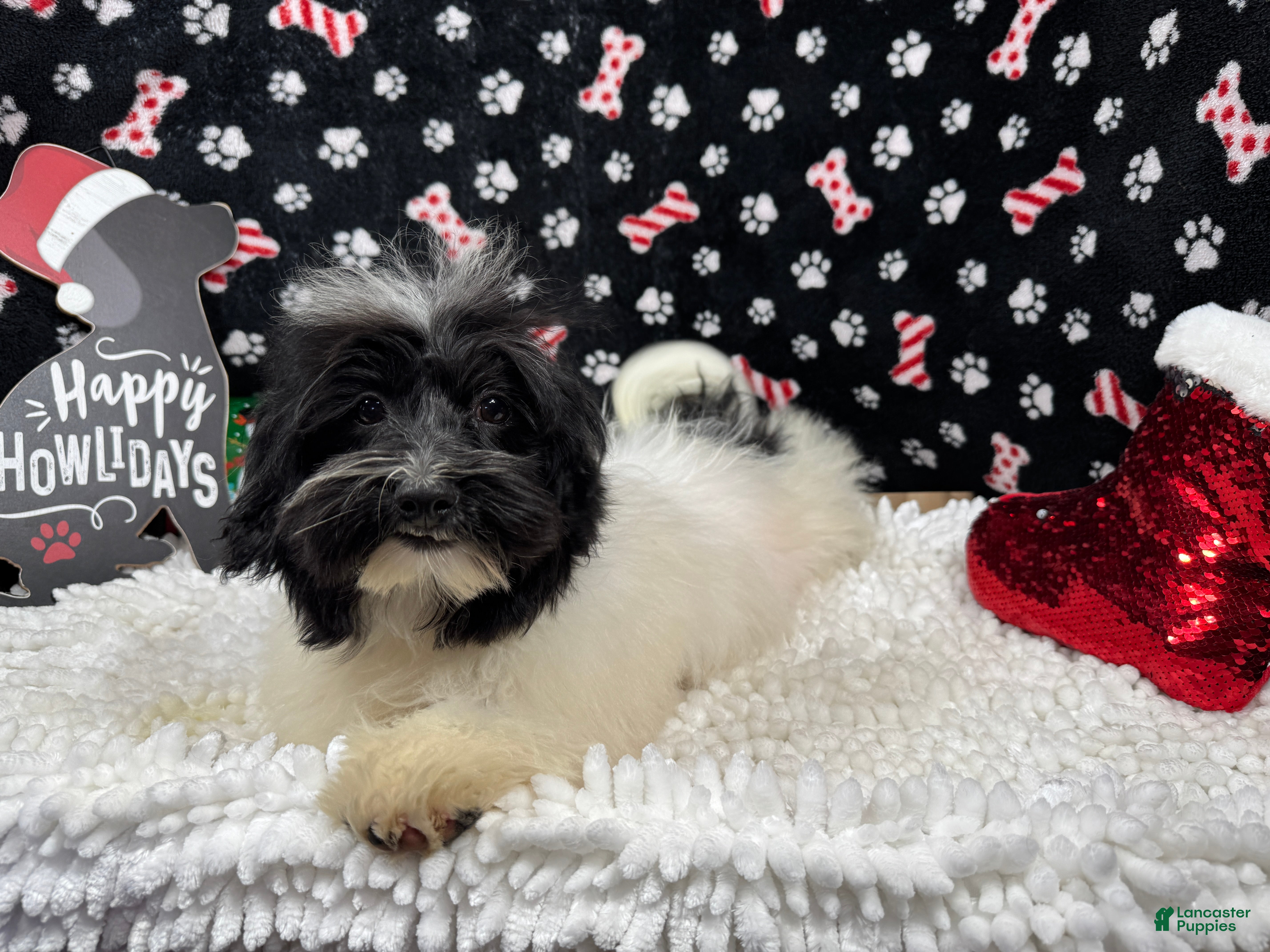 Havanese dogs Havanese Puppy 1 - Ad 31
