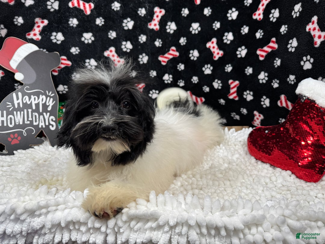 Havanese dogs for sale: Havanese Puppy 1 - Ad 1