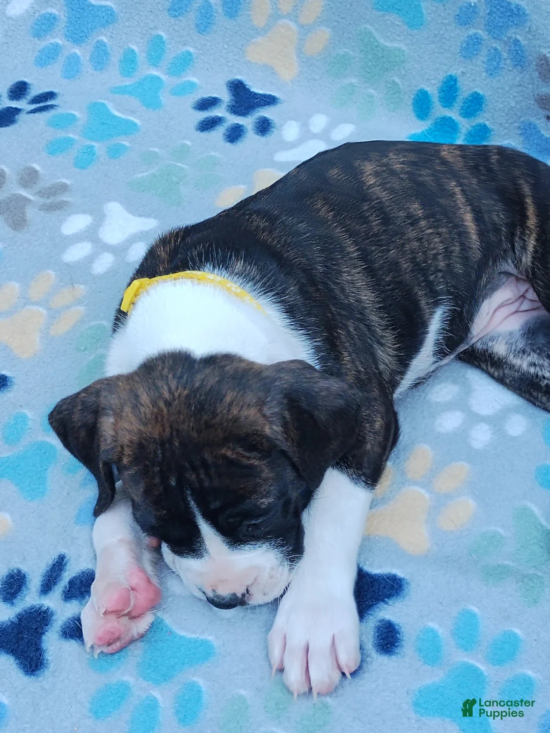 Boxer dogs for sale: Boxer Puppy 7 - Ad 2