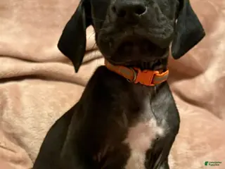 Great Dane dogs Great Dane Puppy 7 - Ad 20