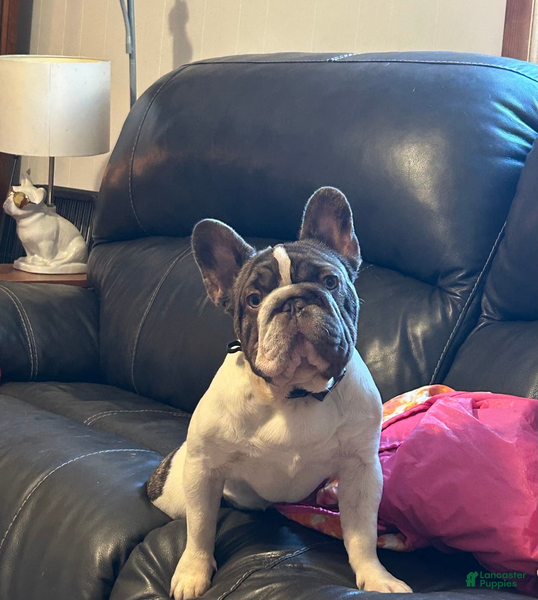 Gallery Image {{count}}