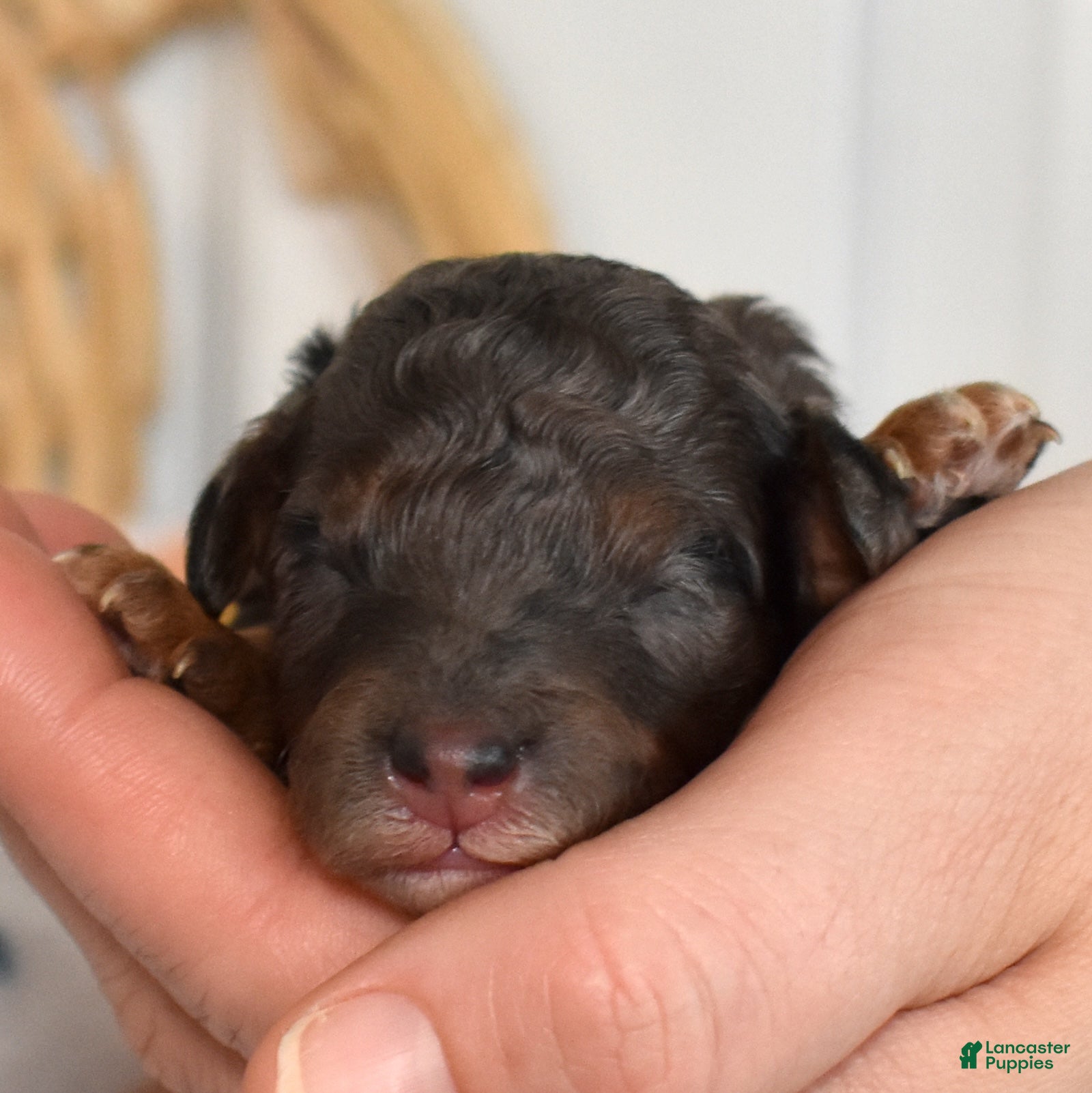 Miniature Poodle dogs Emerald  - Ad 1