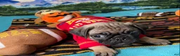 Pug dogs for sale: Moe - Ad 1