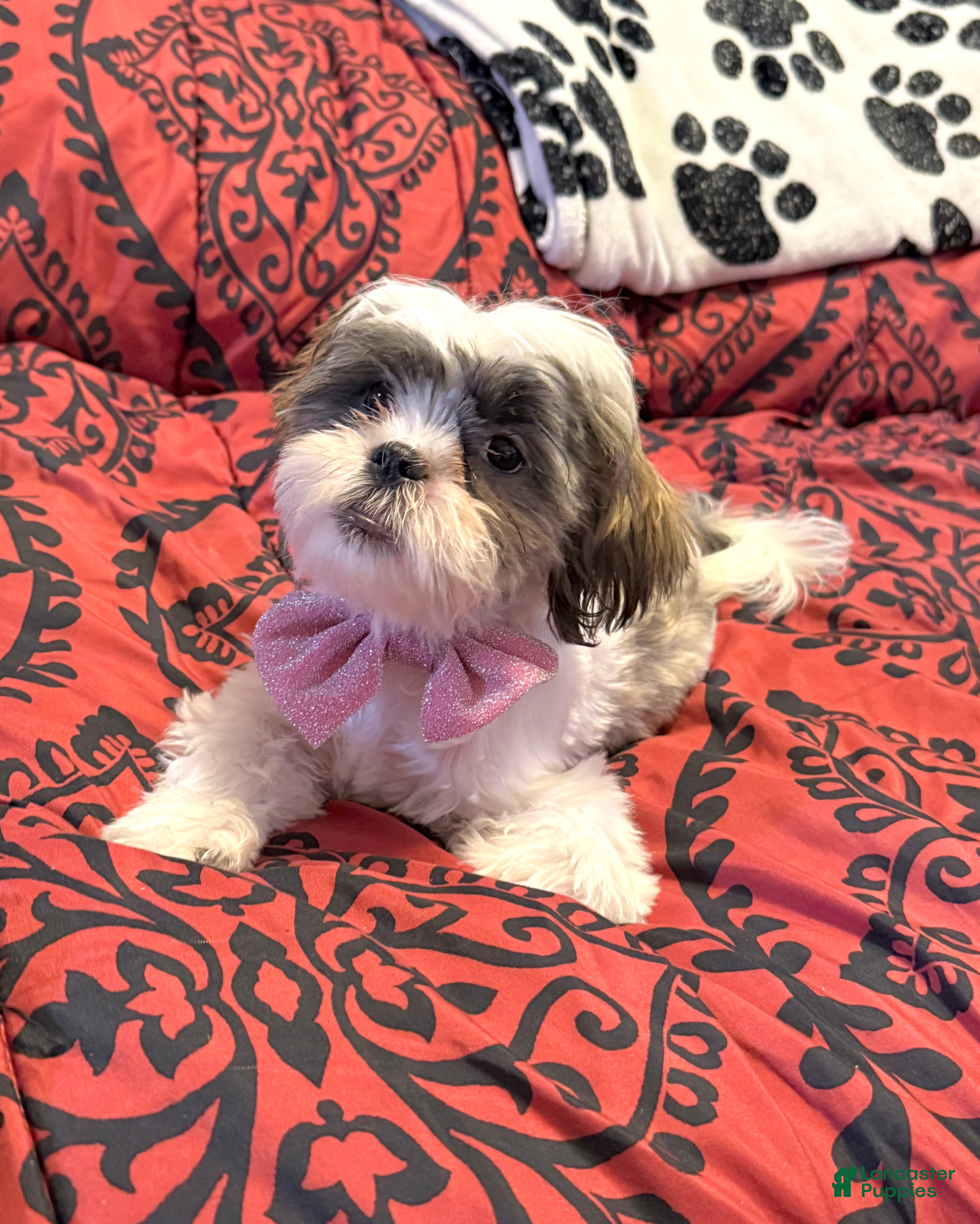 Shih Tzu dogs Cinnamon  - Ad 1