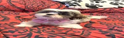 Shih Tzu dogs for sale: Cinnamon  - Ad 1
