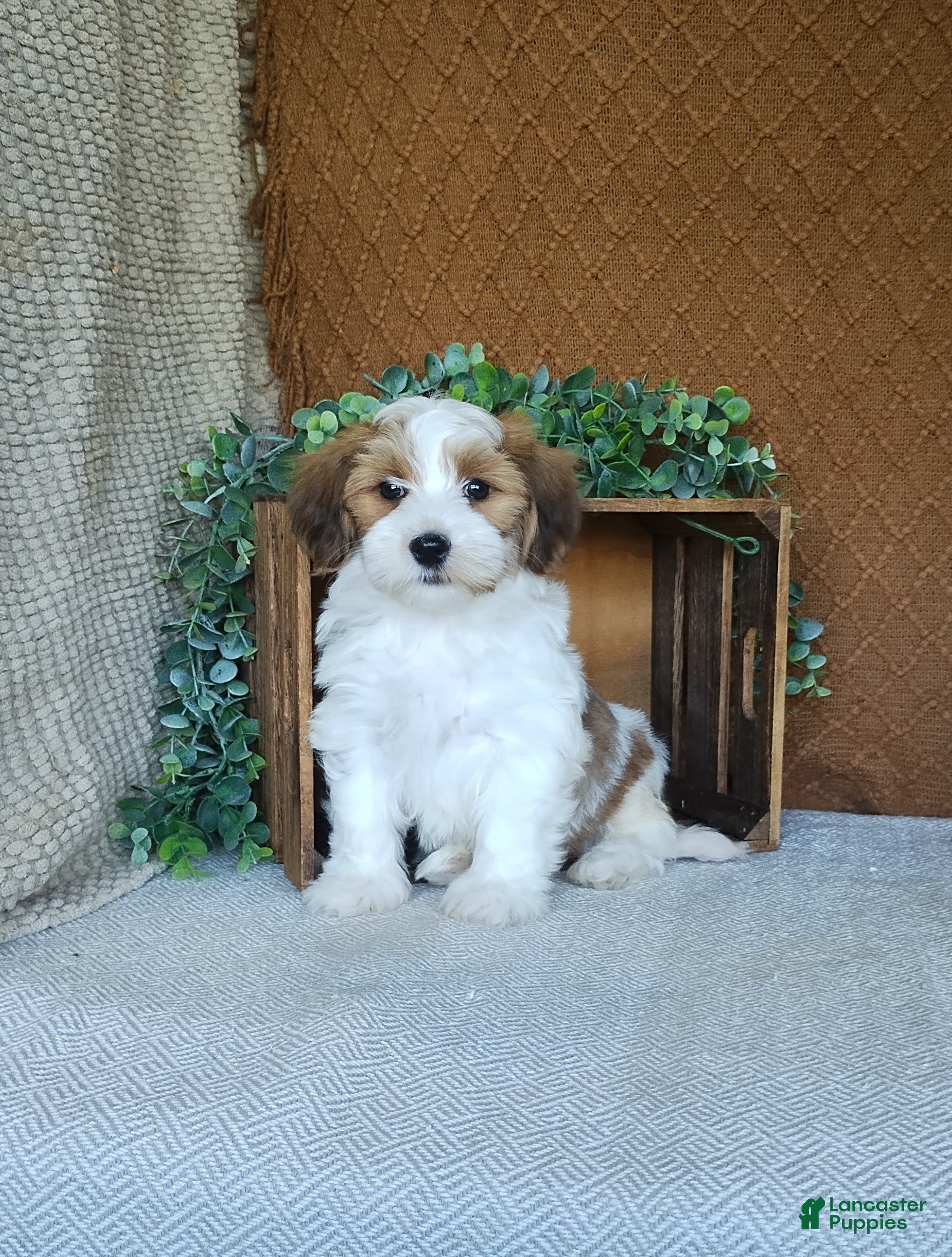 Havanese dogs Biscuit  - Ad 1