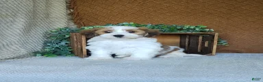 Biscuit 