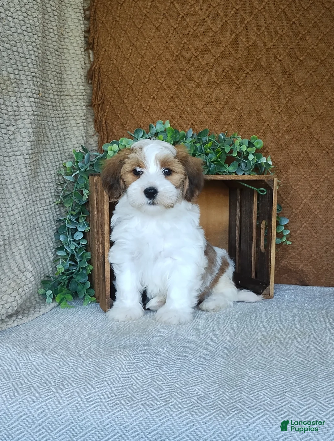Havanese dogs for sale: Biscuit  - Ad 1