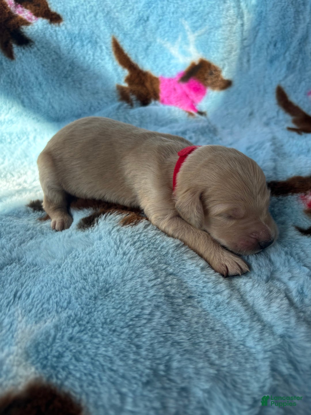Goldendoodle dogs for sale: Cyprus - Ad 6