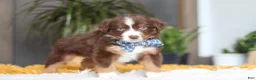 Australian Shepherd dogs for sale: Roma - Ad 4