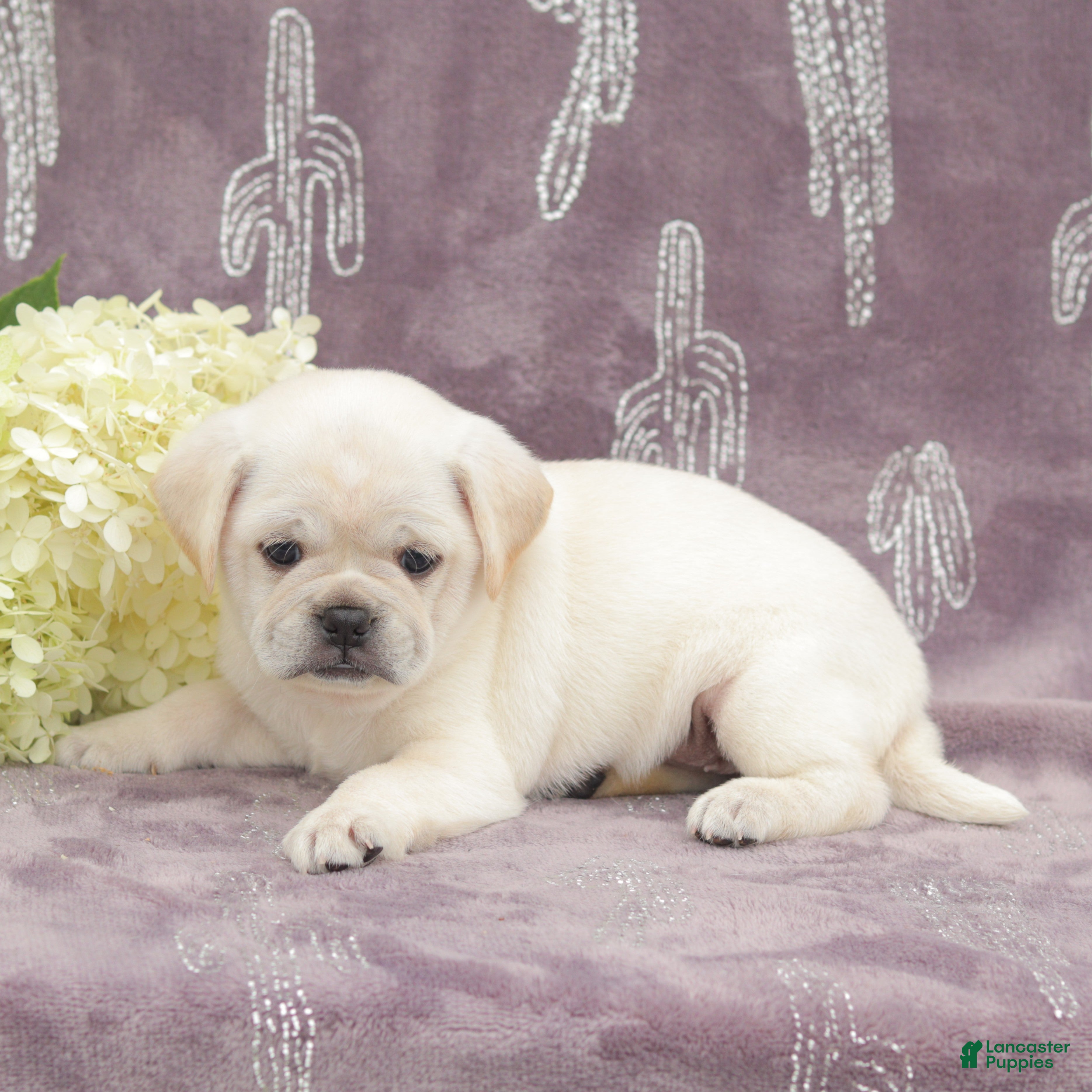 Puggle dogs Roxy - Ad 2