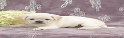 Puggle dogs for sale: Roxy - Ad 2