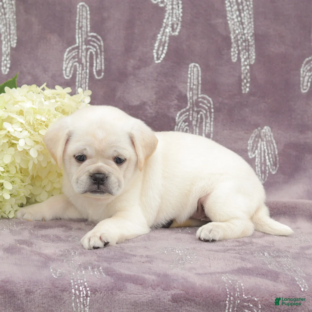 Puggle dogs for sale: Roxy - Ad 2
