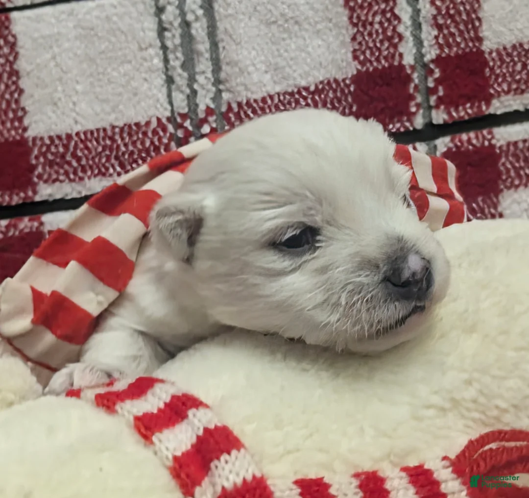 West Highland Terrier dogs for sale: Polar - Ad 4