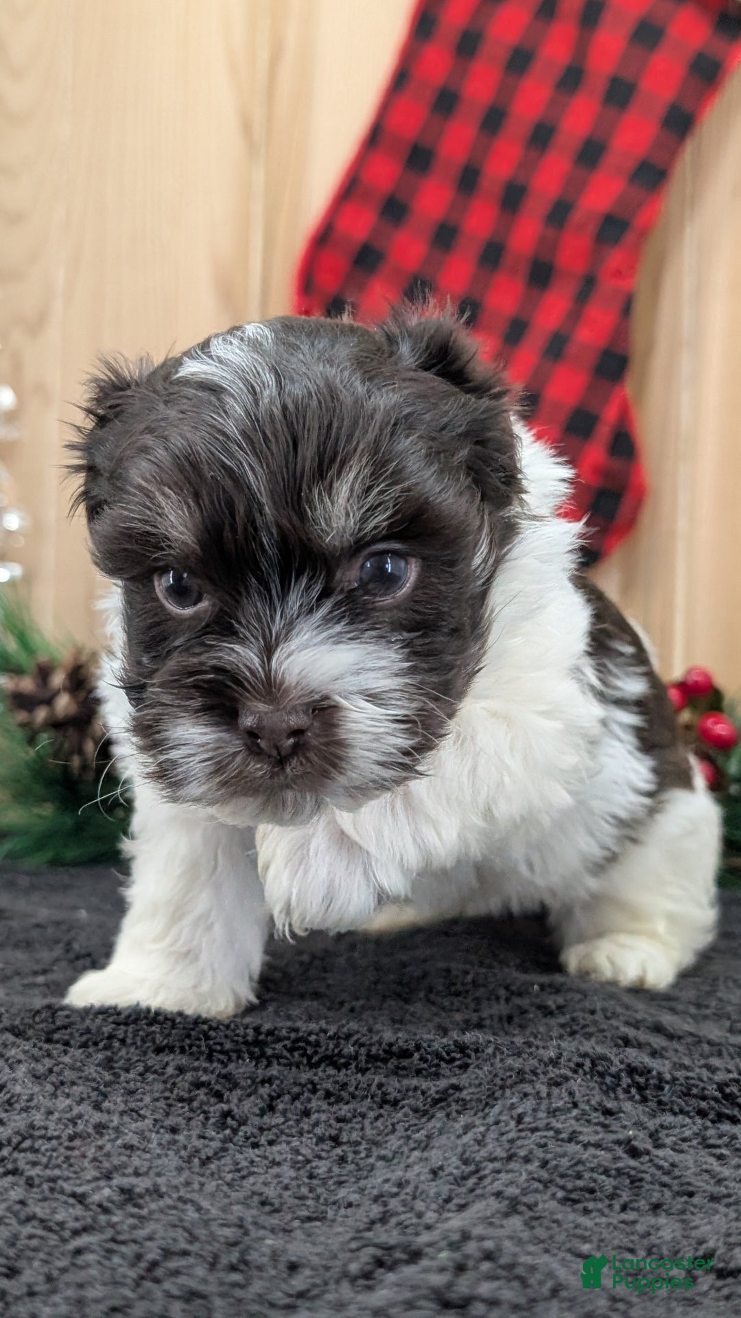 Havanese dogs for sale: Zorro - Ad 10
