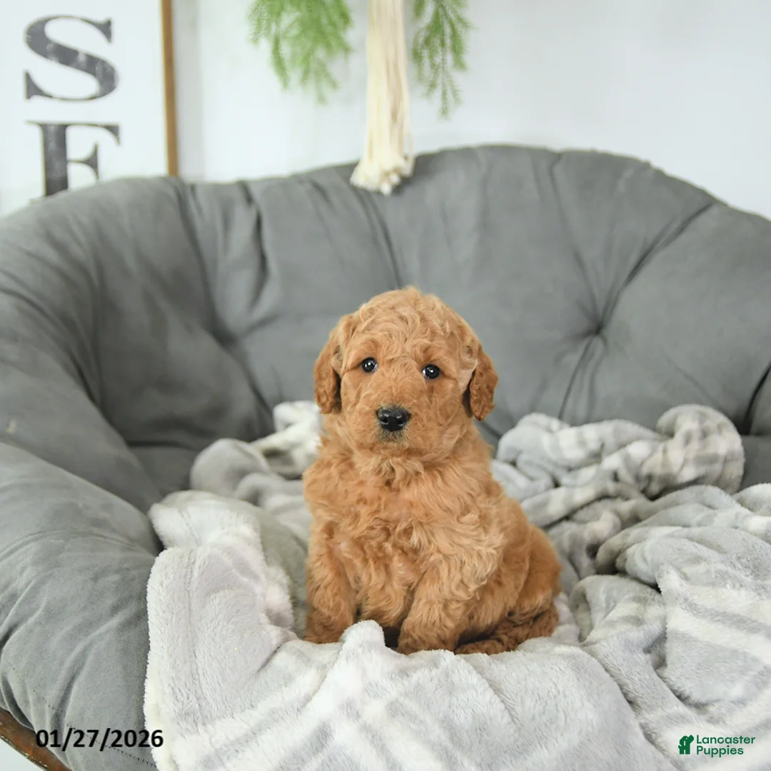 Mini Goldendoodle dogs for sale: Valentine - Ad 4