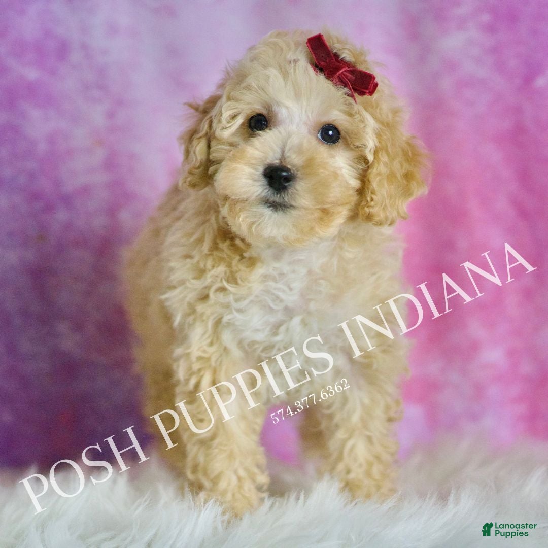 Maltipoo dogs for sale: Minnie  - Ad 4