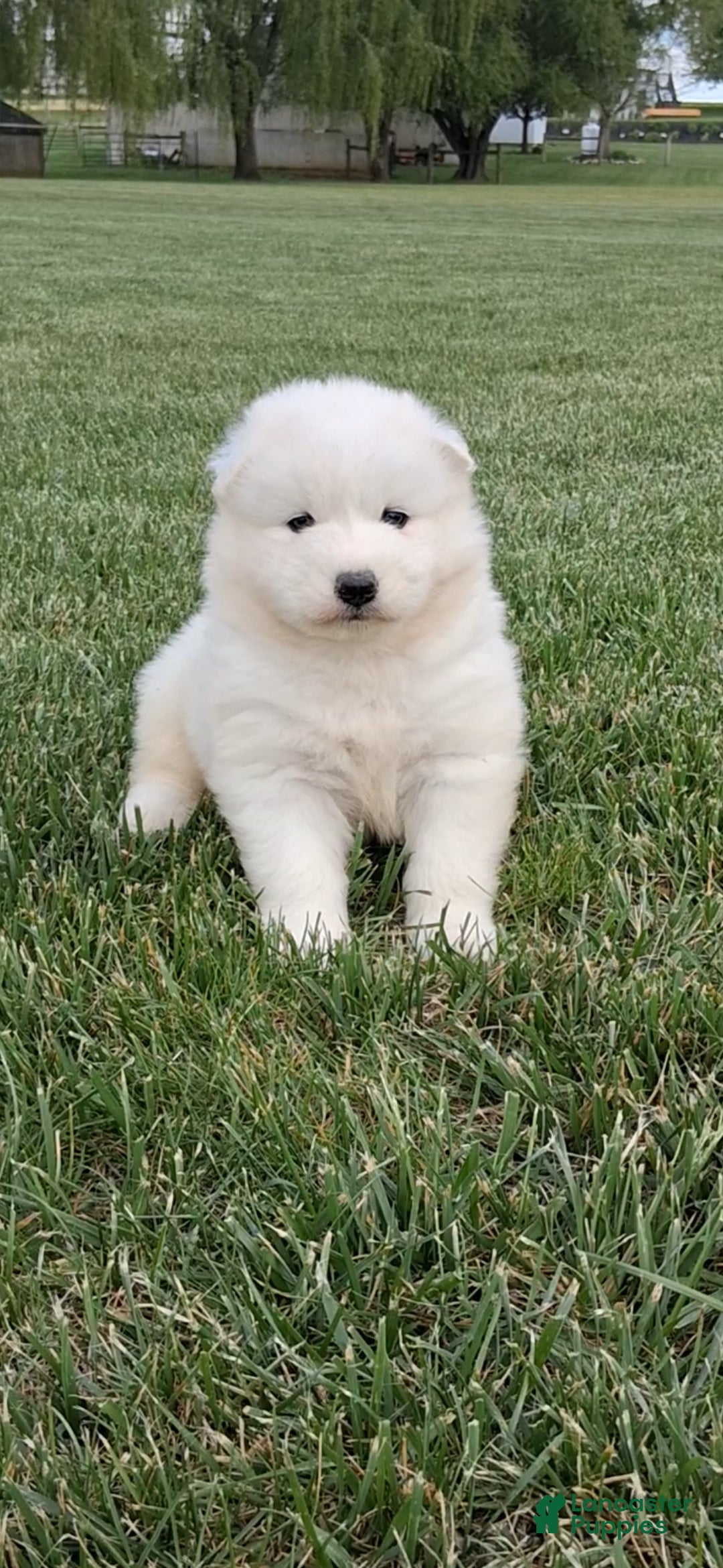 Samoyed dogs Fiona  - Ad 2
