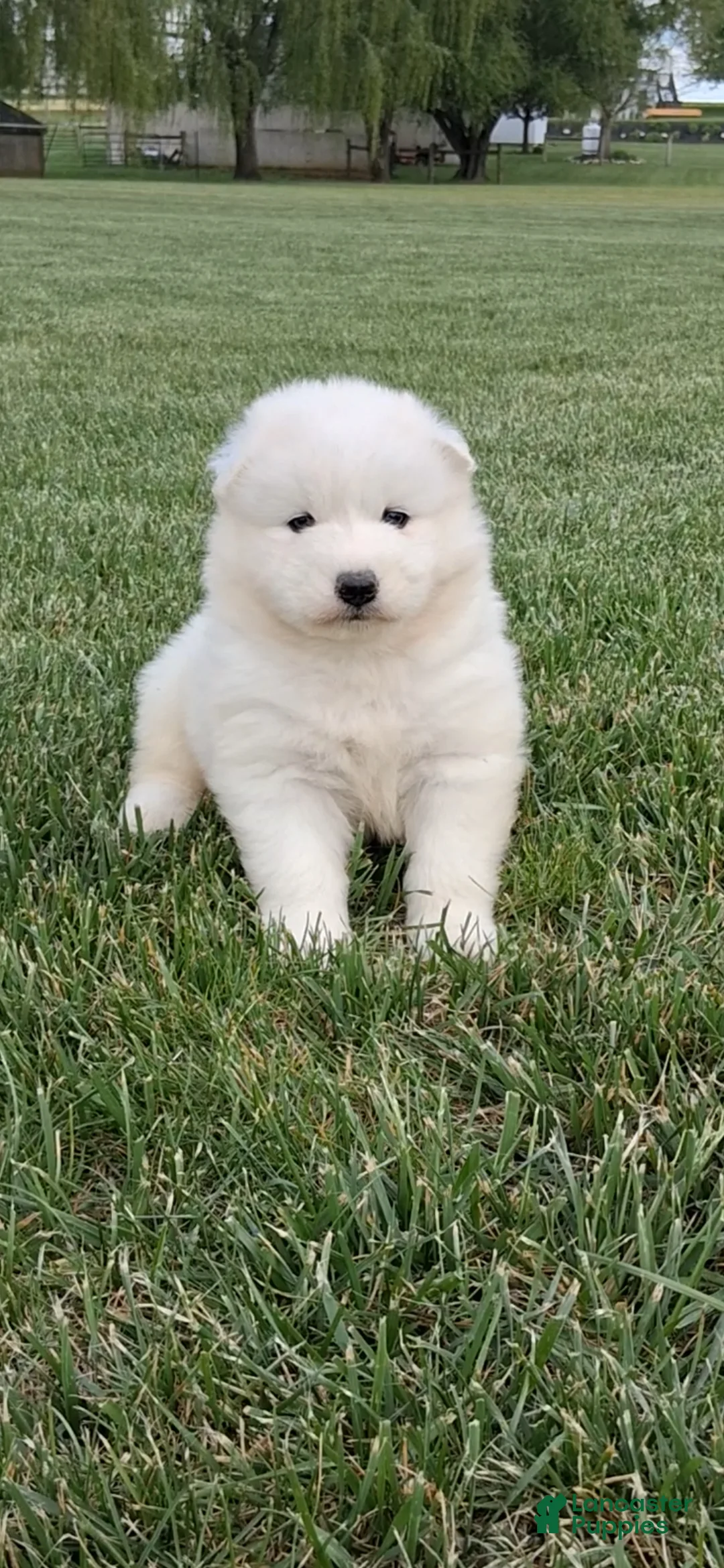 Samoyed dogs for sale: Fiona  - Ad 1