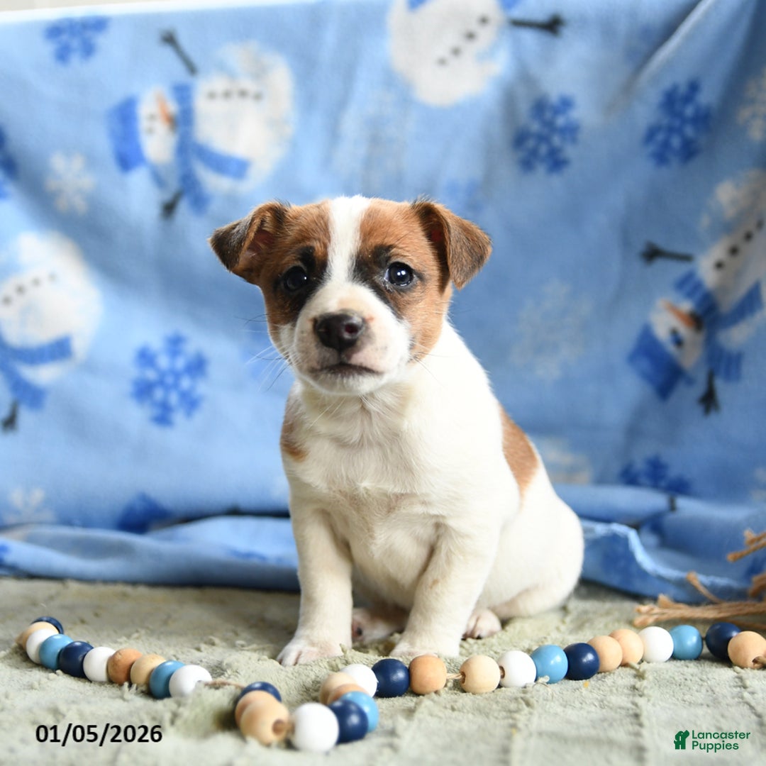 Jack Russell Terrier dogs for sale: Pepsi - Ad 3