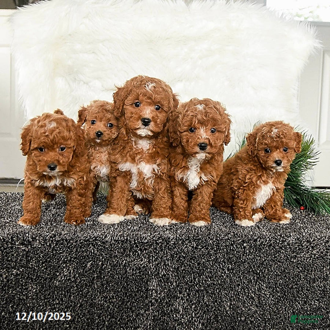 Toy Poodle dogs for sale: Jingles - Ad 5