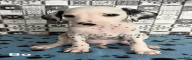 Bo