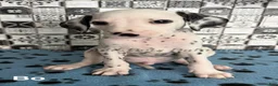 Dalmatian dogs for sale: Bo - Ad 1