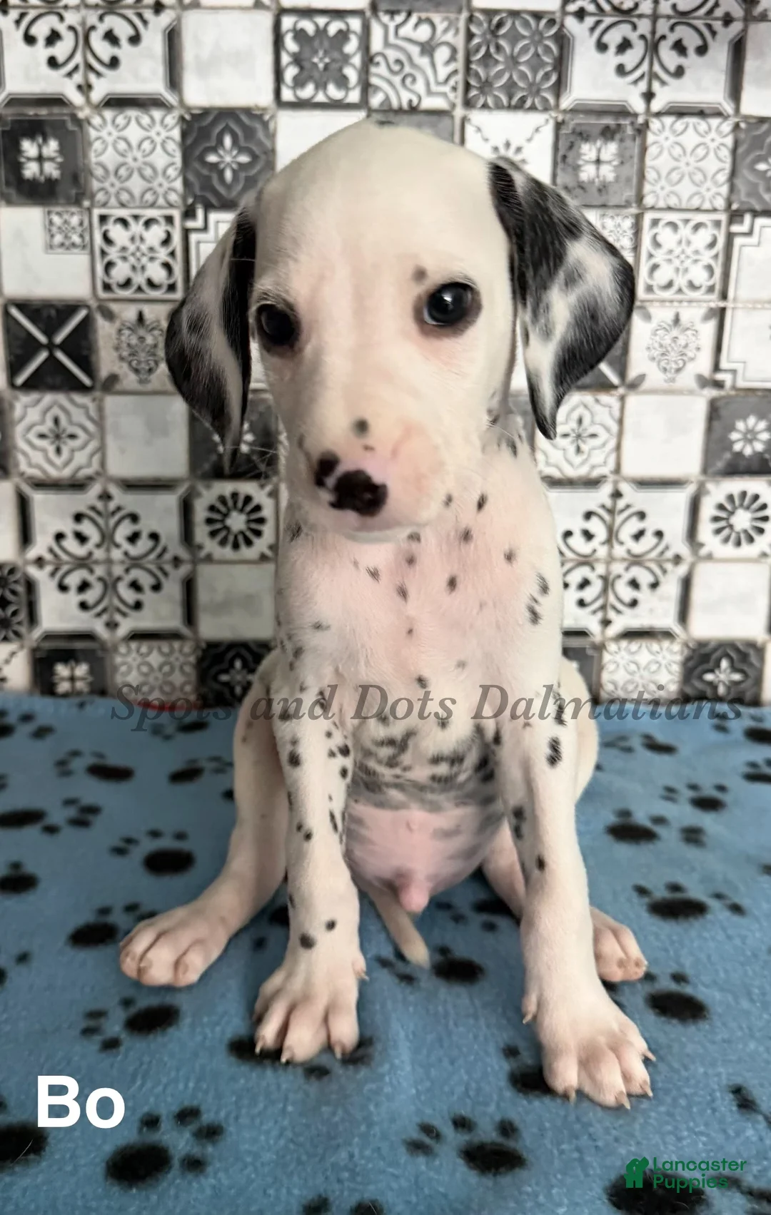 Dalmatian dogs for sale: Bo - Ad 1