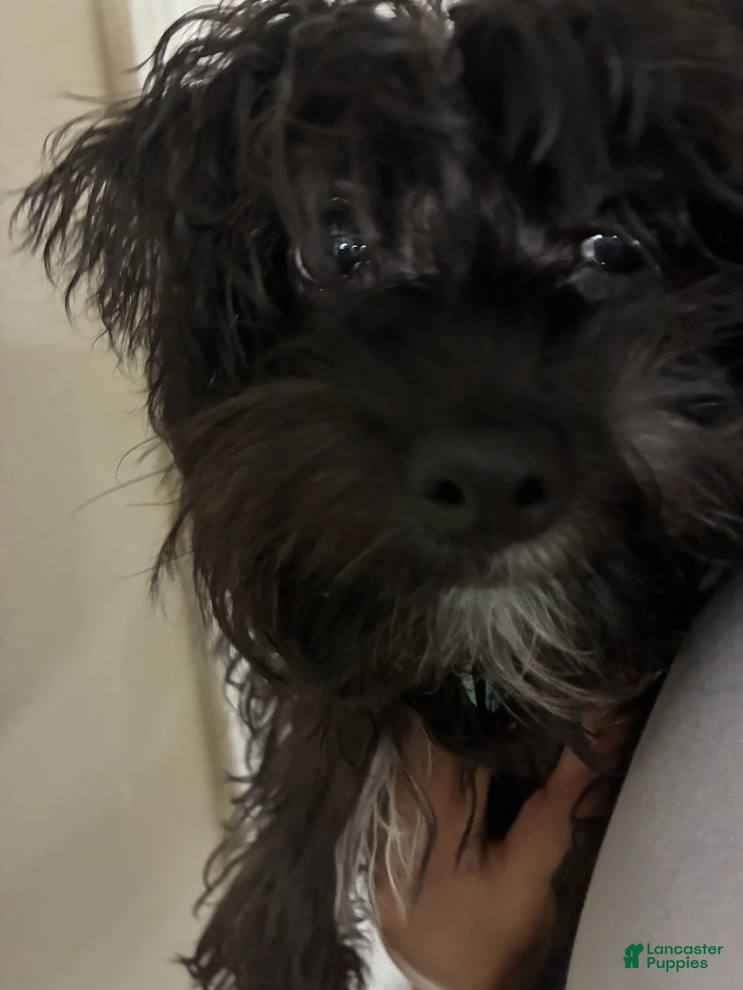 Yorkiepoo dogs for sale: Yorkiepoo Puppy 1 - Ad 2