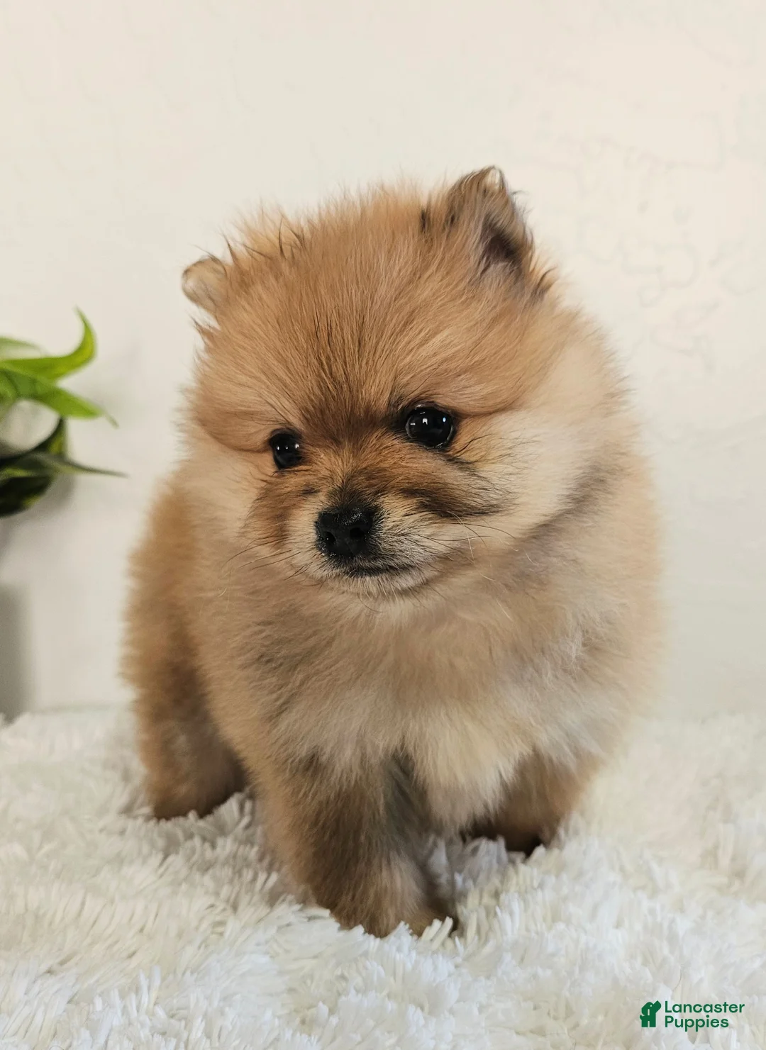 Pomeranian dogs for sale: Lena - Ad 3