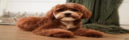 Cavapoo dogs for sale: Kohen - Ad 1