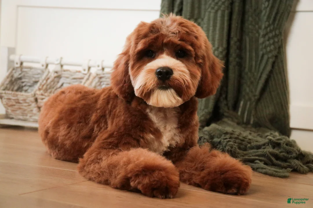 Cavapoo dogs for sale: Kohen - Ad 1