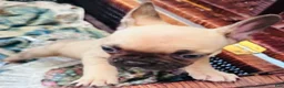 French Bulldog dogs for sale: French Bulldog 1 - Ad 4