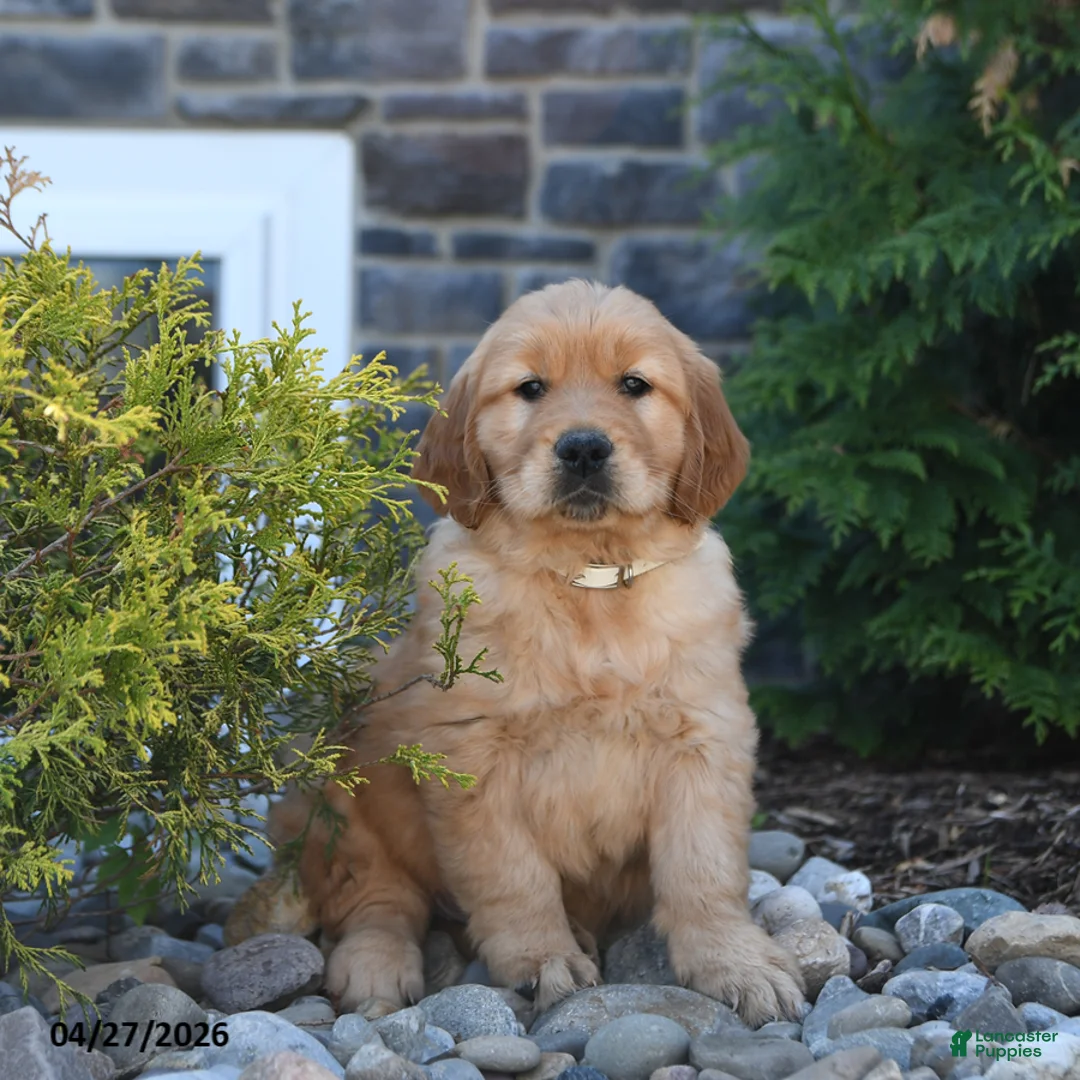 Golden Retriever dogs for sale: Gatsby - Ad 3