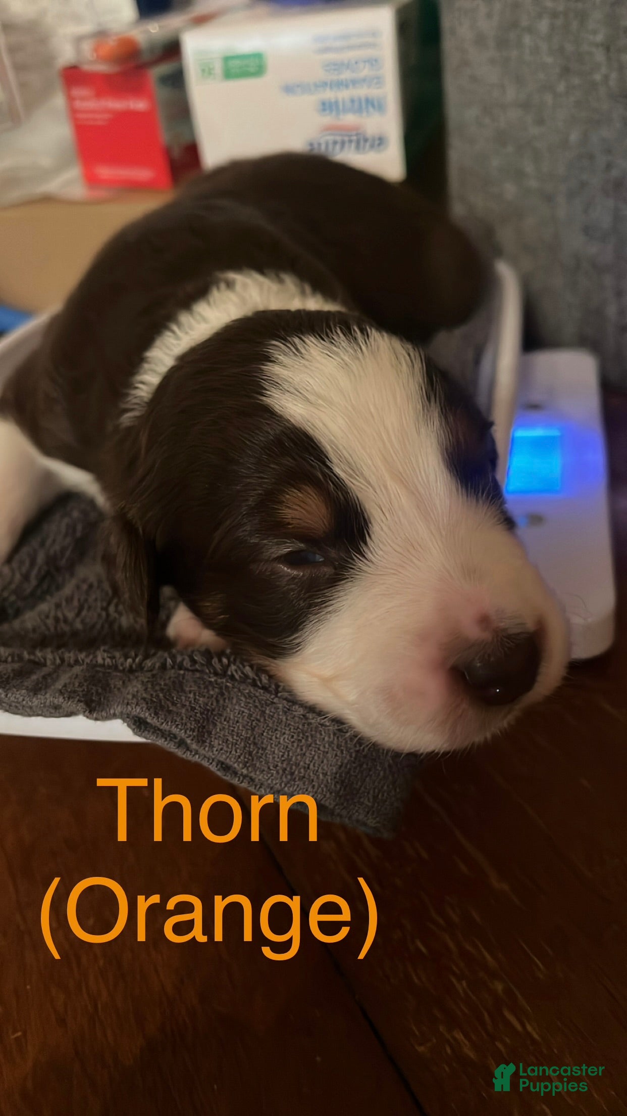 Australian Shepherd dogs Thorn (Orange) - Ad 41