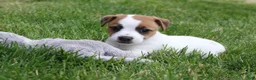 Jack Russell Terrier dogs for sale: Daisy - Ad 4