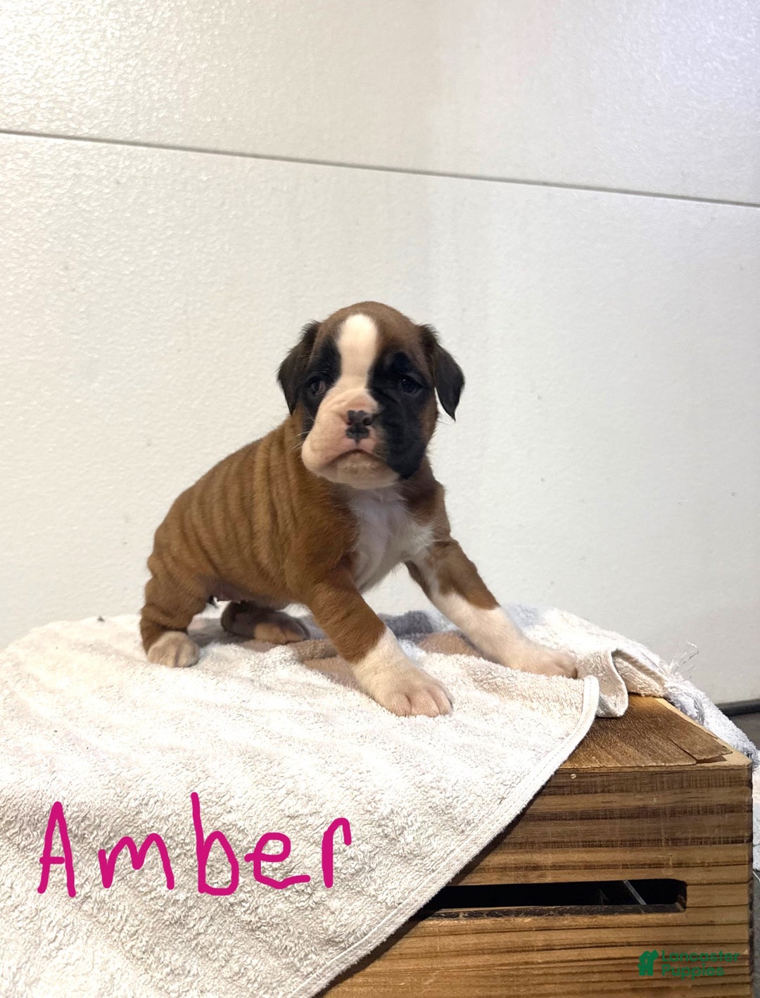 Boxer dogs for sale: Amber - Ad 1
