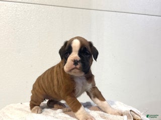 Boxer dogs Amber - Ad 29