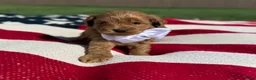Mini Goldendoodle dogs for sale: Mini Goldendoodle 3 - Ad 6