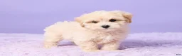 Maltipoo dogs for sale: Asher - Ad 4