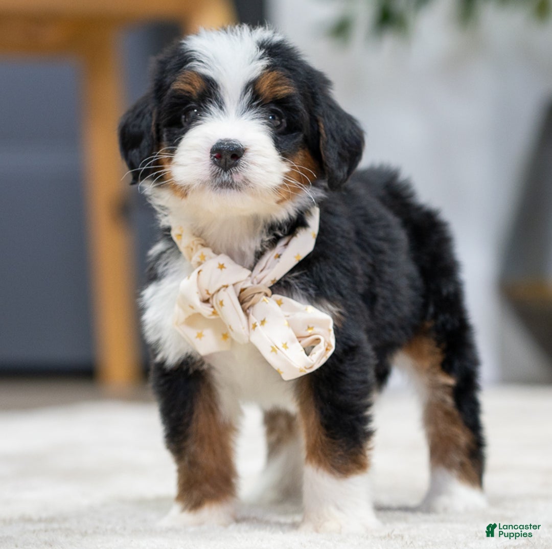 Mini Bernedoodle dogs for sale: Petra - Ad 1