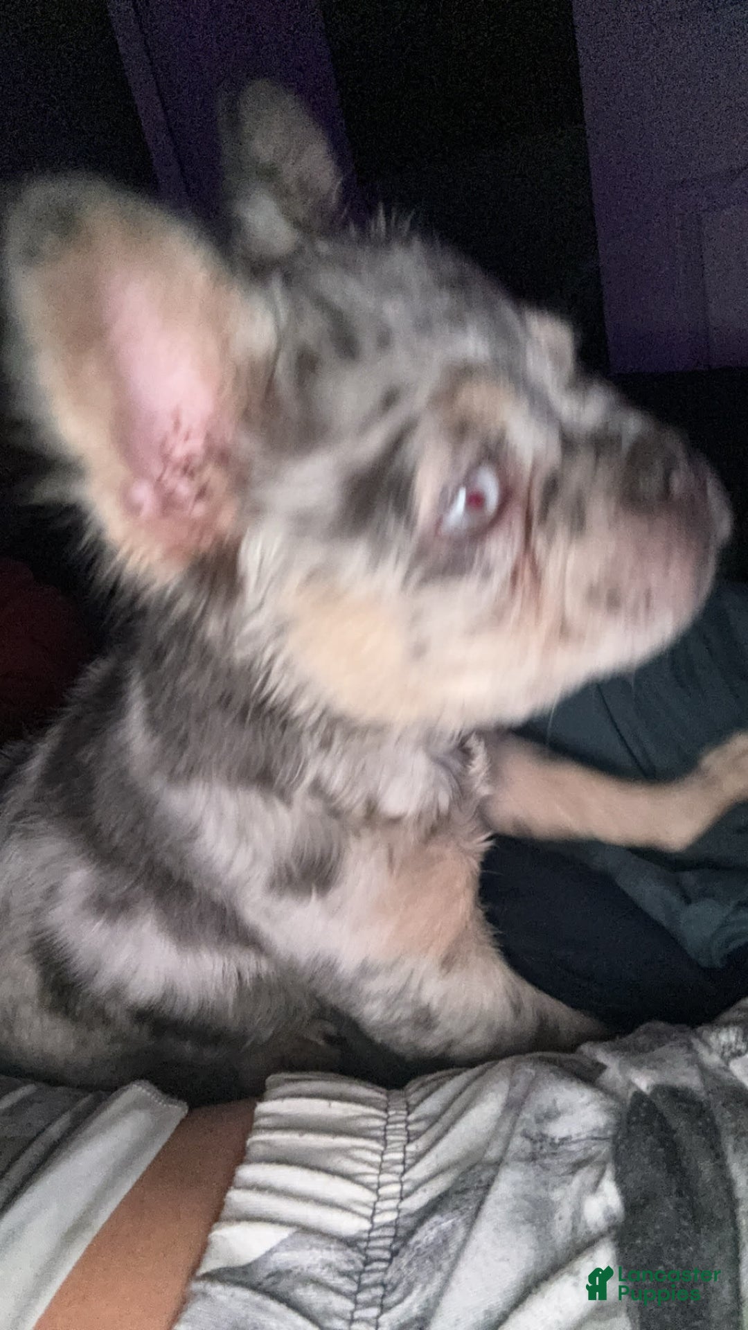 Gallery Image {{count}}