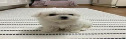 Bichon Frise dogs for sale: Joy (Female) - 9 weeks Old - Ad 5