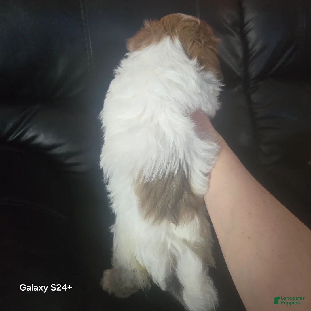 Havanese dogs for sale: Havanese Puppy 3 - Ad 3