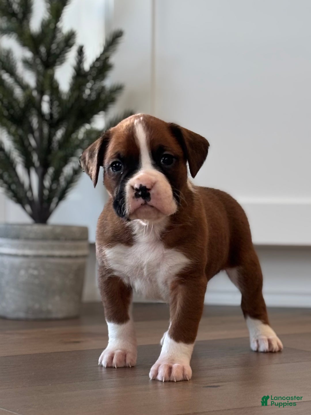 Boxer dogs for sale: Poppi - Ad 8